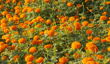 सामूहिक सयपत्री फूलखेतीमा महिला