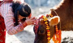 तिहारको पाँचौ दिन गाई पूजा गरिँदै