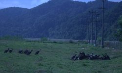 आहारको व्यवस्थापनले गिद्धको आगमन बढ्दै