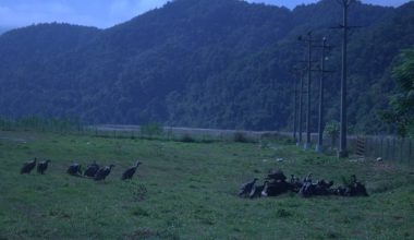 आहारको व्यवस्थापनले गिद्धको आगमन बढ्दै