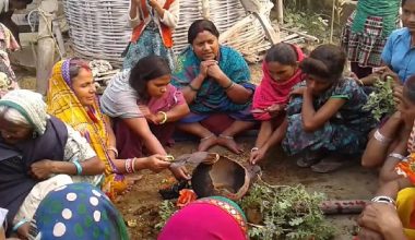 मिथिलाबासी गोधन कुट्ने पर्व मनाउँदै