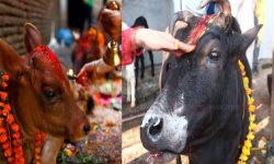 तिहारको पाँचौँ दिनः गरियो गोवर्द्धन, बलि, गोरु र हलि पूजा