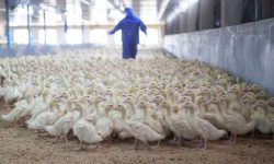 बर्लिन नजिकै बर्ड फ्लुको सङ्क्रमणपछि हाँस कुखुरा नष्ट गर्न आदेश