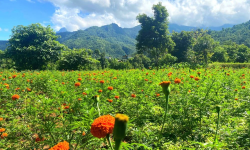 सयपत्री फूलखेती विस्तार