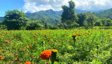 सयपत्री फूलखेती विस्तार