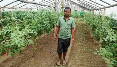 मजदुरदेखि सफल व्यावसायिक किसानसम्म जयप्रकाशको प्रेरणादायी यात्रा