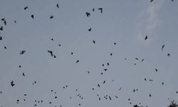 नारायणहिटी दरबार सङ्ग्रहालय अगाडि दुलालको काग सम्मेलन