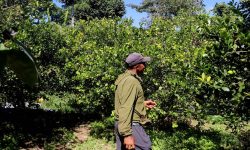 कागती बिक्री गरेर तीन लाख आम्दानी