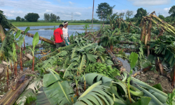वर्षा र हुण्डरीले केराखेतीमा क्षति