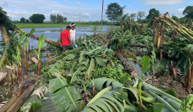 वर्षा र हुण्डरीले केराखेतीमा क्षति