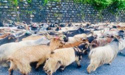 जुम्लामा १० करोड बढीका भेडा तथा खसीबोकाको कारोबार