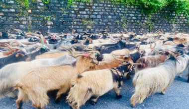 जुम्लामा १० करोड बढीका भेडा तथा खसीबोकाको कारोबार