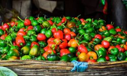 फेरि भेटियो अकबरे खुर्सानीमा विषादी