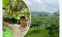 किबीखेतीप्रति गुल्मीका किसानको बढ्दो आकर्षण