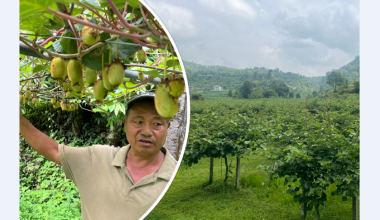 किबीखेतीप्रति गुल्मीका किसानको बढ्दो आकर्षण