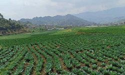 देशभर ५५ प्रतिशत कृषक परिवार खाद्य जोखिममा