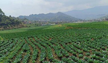 देशभर ५५ प्रतिशत कृषक परिवार खाद्य जोखिममा