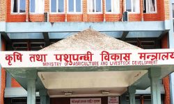 देशभर कृषि तथा पशुपालनमा क्षतिको विवरण संकलन गरिँदै