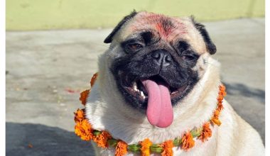 तिहारको तेस्रो दिन : गरियो नरक चतुर्दशी स्नान