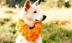 तिहारको तेस्रो दिन : नरक चतुर्दशी, कुकुर तिहार