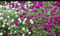 समुद्रपारि दाजुभाइ, आँगनभरि ढकमक मखमली !