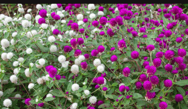 समुद्रपारि दाजुभाइ, आँगनभरि ढकमक मखमली !