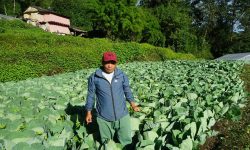 ‘अहिलेसम्म टिकोटमा रासायनिक मल भित्रिएको छैन’