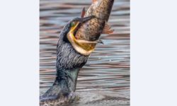 रुपा तालमा माछाको उत्पादन घट्यो