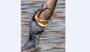 रुपा तालमा माछाको उत्पादन घट्यो