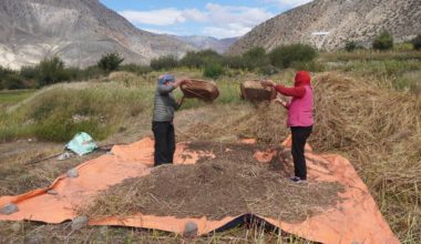 मुस्ताङका किसान ‘फापर’ थन्क्याउन व्यस्त
