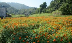 सयपत्री फूल बिक्री भएपछि किसान खुसी