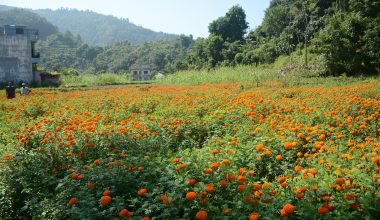 सयपत्री फूल बिक्री भएपछि किसान खुसी
