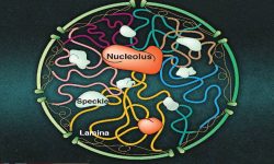 वैज्ञानिकहरूद्वारा सेलको न्युक्लियस नियन्त्रित गर्ने आणविक ‘पासपोर्ट’को खोज