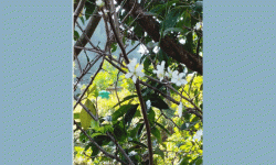 असोजमै फुल्यो ‘पलम’