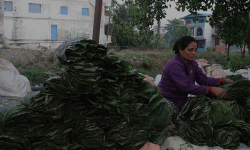 सालको पात बेचेर चाडपर्व खर्चको जोहो