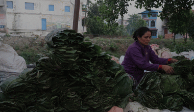 सालको पात बेचेर चाडपर्व खर्चको जोहो