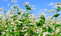 मनाङका किसानले भित्र्याए फापर बाली