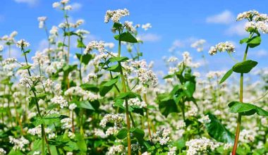 मनाङका किसानले भित्र्याए फापर बाली