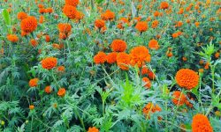 पुष्प व्यवसायः आठ अर्ब ८३ करोड लगानी, ५३ हजारलाई रोजगारी