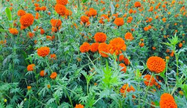 पुष्प व्यवसायः आठ अर्ब ८३ करोड लगानी, ५३ हजारलाई रोजगारी