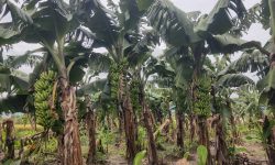 केरा बिक्री नहुँदा किसान मर्कामा