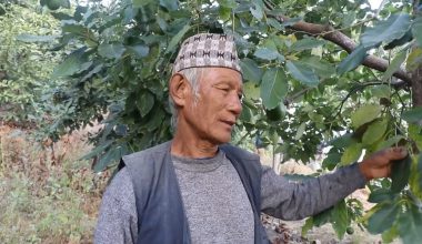 व्यावसायिक एभोकाडोखेतीबाट मनग्य आम्दानी