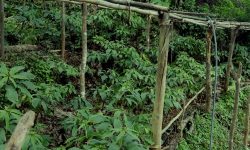 लेकाली भेगका किसानको आम्दानीको स्रोत सतुवा