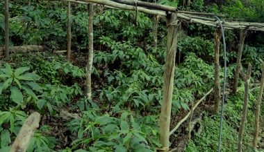 लेकाली भेगका किसानको आम्दानीको स्रोत सतुवा