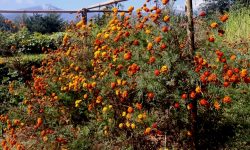 भोजपुरमा फूल उत्पादन घट्यो, माग उच्च