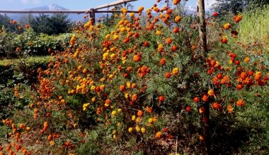 भोजपुरमा फूल उत्पादन घट्यो, माग उच्च