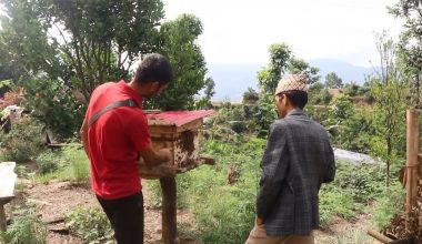 व्यावसायिक मौरीपालनमा किसान आकर्षित