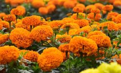 बारीमै महँगियो फूल, तेब्बर मूल्यमा बिक्री