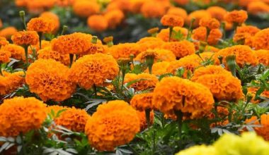 बारीमै महँगियो फूल, तेब्बर मूल्यमा बिक्री