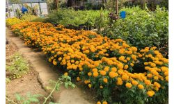 तिहारका लागि सयपत्री फूलका पाँच हजार बिरुवा बिक्री